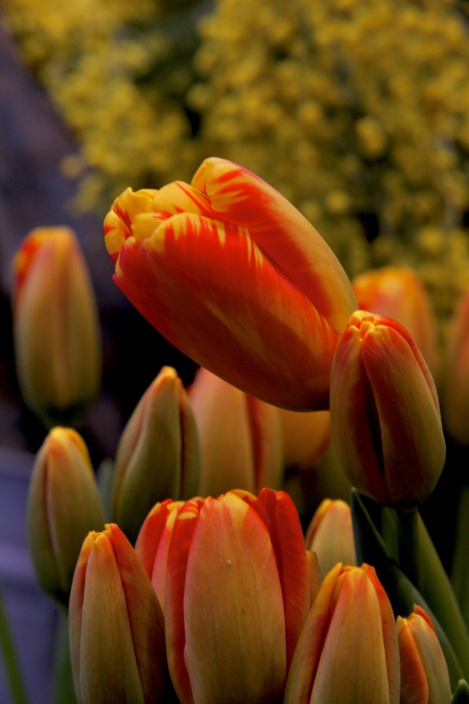 Conter fleurette photo 4